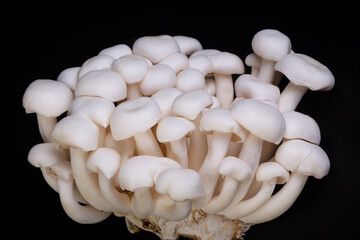 Shimeji mushroom or White beech mushrooms isolated on black background. Shimeji is a group of edible mushrooms native to East Asia. Shimeji is rich in umami tasting compounds.