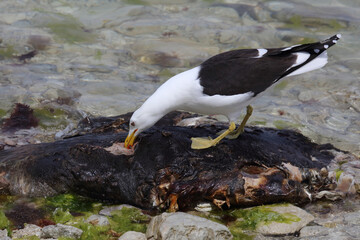 Dominikanermöwe / Southern black-backed gull / Larus dominicanus..
