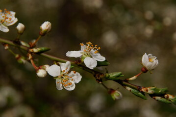 pink and white flowers of fruit tree at spring
