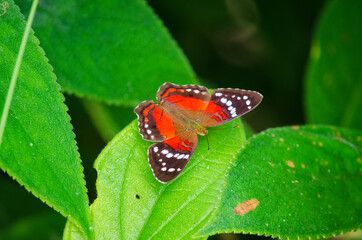 Mariposa en hoja de arbol 