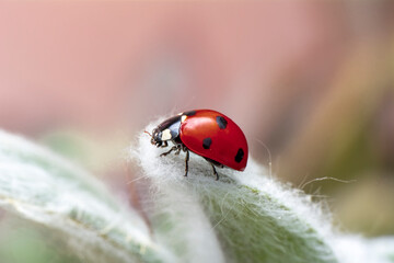 Extreme macro shots, Beautiful ladybug on flower leaf defocused background.