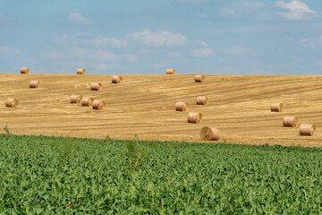 Haystacks harvest on agriculture farm fields. Farm field bales agriculture landscape. Haystack...