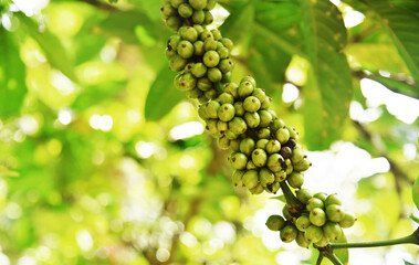 Coffee fruits growth on the tree with bokeh background