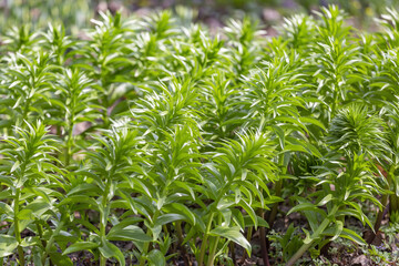 The first spring flowers bloom in the city's botanical garden