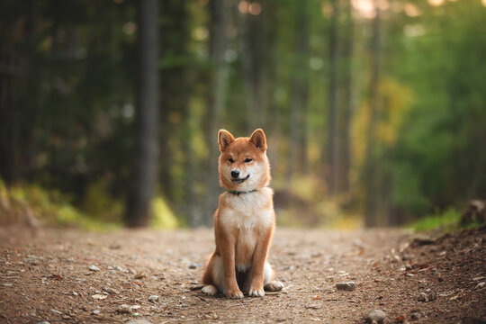 Beautiful shiba inu puppy sitting in the enchanted fall forest at golden sunset. Cute Red shiba inu puppy in autumn
