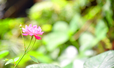 Beautifull flower  with bokeh background
