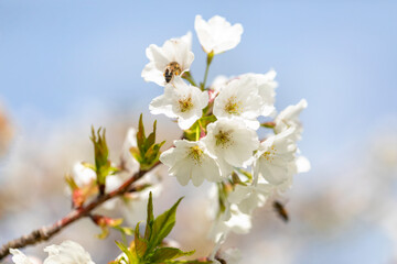 Beautiful sakura bloom in spring