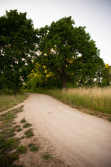 Rural dirt road and old oaks