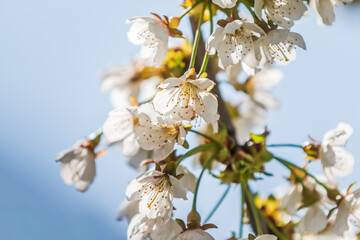 Details of the flowers of an apple tree. Branch of a fruit tree with several flowers in spring. Focus on white petals in the shade in sunshine. Green leaves on branch from tree