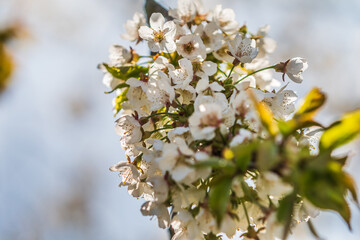 Branch with many flowers in spring. Lots of white flowers on the branch of an apple tree in sunshine. Open flower with pistil. Green leaves and green flower stems. Pome fruit from the rose family