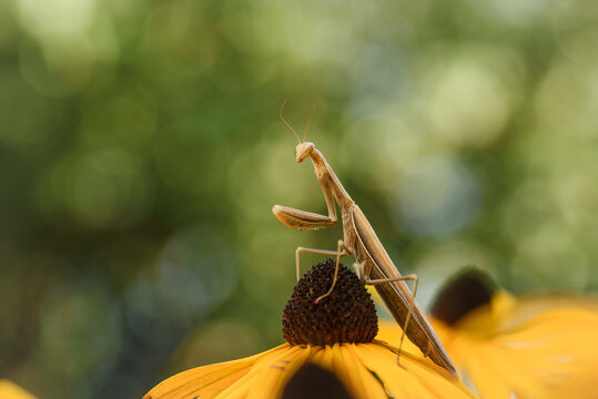 Modliszka w ogrodzie