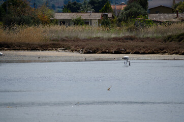 flock of flamingos  oropos greece wetland