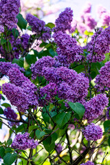 Branch of lilac flowers with leaves in the garden.