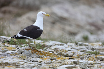 Dominikanermöwe / Southern black-backed gull / Larus dominicanus