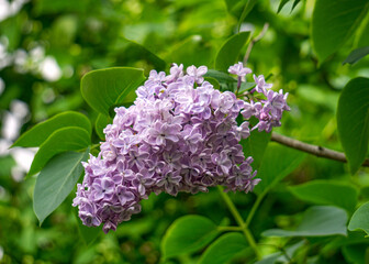 Branch of lilac flowers with leaves in the garden.