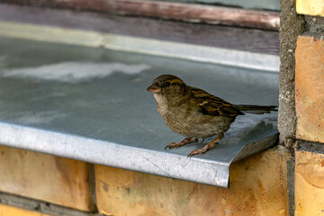 A small gray sparrow sits on the windowsill.