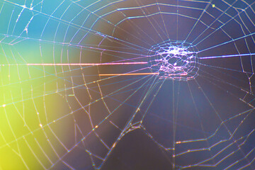 Spider Web In The Sun