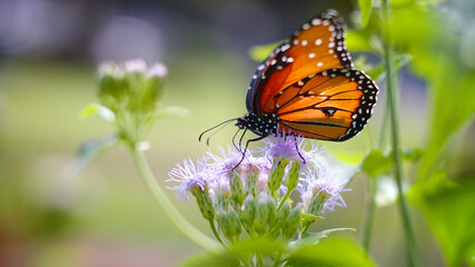 Butterfly on Flower wide view