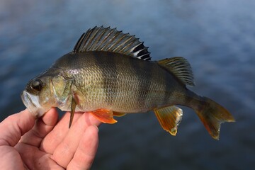 Summer fishing, perch fishing spinning reel on the lake 