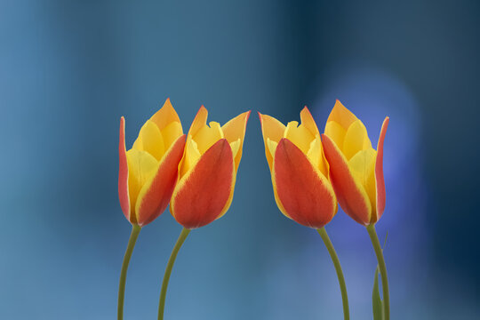 Red and yellow tulip clusiana sheila mixed