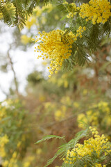 Mimosa tree branch with yellow flowers