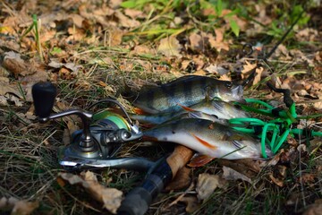 Summer fishing, perch fishing spinning reel on the lake 