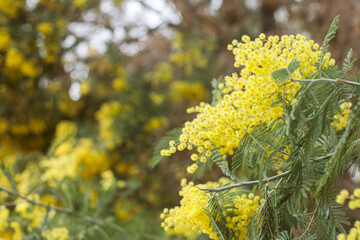 Mimosa tree branch with yellow flowers