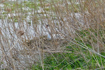 White swan in the reeds sitting on the nest