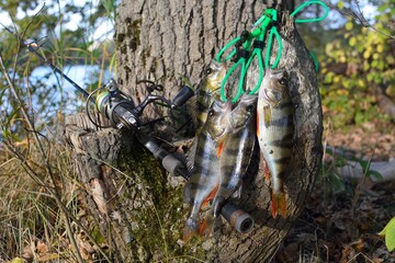 Summer fishing, perch fishing spinning reel on the lake 