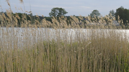 trzcina nad jeziorem