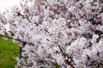 Pink sakura cherry blossoms branches in spring season,soft focus sakura petal in the morning sunshine , blur garden background on isolated sky in Japan.