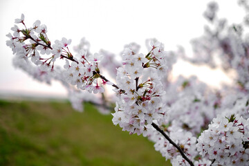 Soft pink sakura cherry blossoms branches in spring season, soft focus on blur garden background with white isolated sky in Japan.