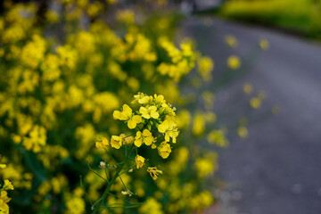 Focus natural yelllow wildflowers on solf blur background ,blossom branch along roadside in outdoor park, Japan