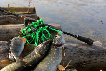 Summer fishing, pike fishing, spinning on the lake 
