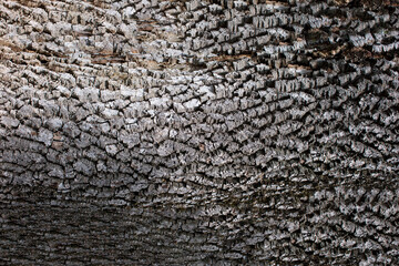 horizontal wooden log texture