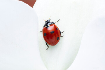 Extreme macro shots, Beautiful ladybug on flower leaf defocused background.
