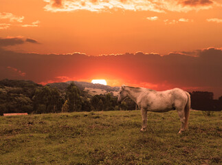 Fototapeta na wymiar horse in the sunset