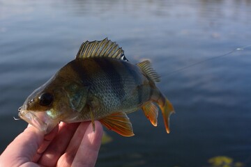 Summer fishing, perch fishing spinning reel on the lake 