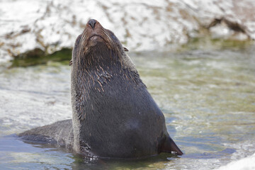 Naklejka premium Neuseeländischer Seebär / New Zealand fur seal / Arctocephalus forsteri