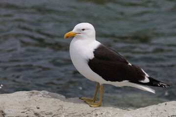 Fototapeta na wymiar Dominikanermöwe / Southern black-backed gull / Larus dominicanus