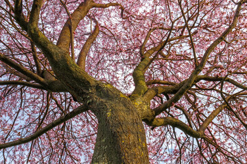 Tree blooms in spring with pink flowers.