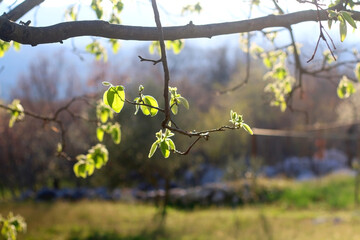 Leaves on a tree, illuminated by warm golden hour light. Selective focus. 
