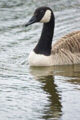 Naklejka na ściany i meble Canadian goose swimming in pond reflections