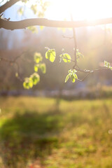 Leaves on a tree, illuminated by warm golden hour light. Selective focus. 