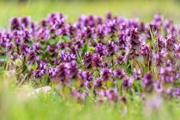 Nahaufnahme von Wildblumen