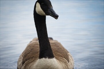 Canadian goose swimming in pond coming towards camera