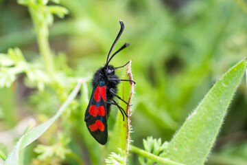 Six spot burnet moth on a leaf, zygaena filipendulae, Lebanon