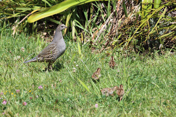 Schopfwachtel / California quail or California valley quail / Callipepla californica.