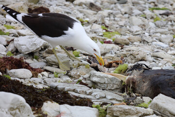 Dominikanermöwe / Southern black-backed gull / Larus dominicanus..