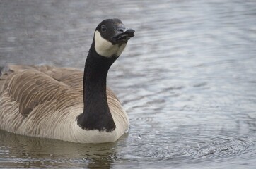 Canadian goose swimming in pond with water drops looking at camera looking up with reflections